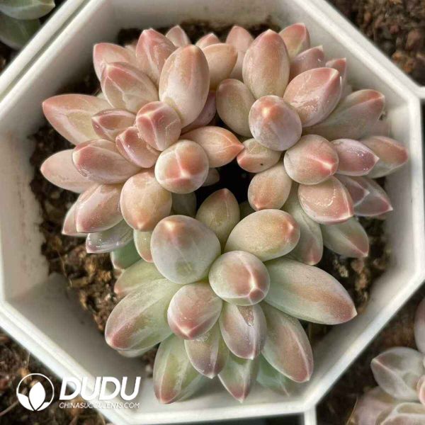 Pachyphytum Urakla Clustering - Image 2
