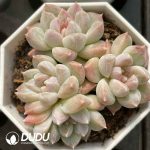 Echeveria Leaf Vein Clustering