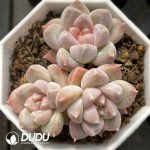 Echeveria Leaf Vein Clustering - Image 2