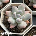 Pachyphytum Rainbow Beauty