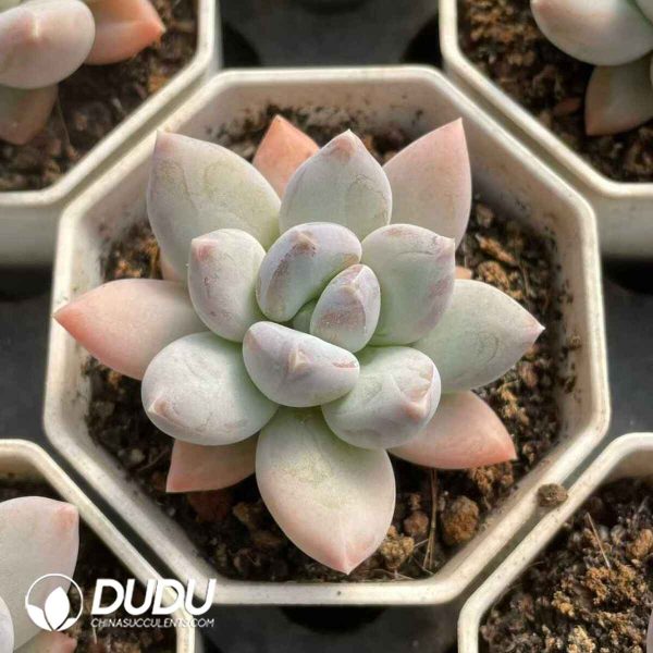 Pachyphytum Rainbow Beauty - Image 2