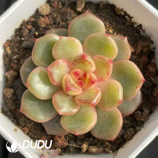 Echeveria Poseidon - Image 2