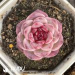 Echeveria Green Peacock