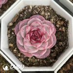 Echeveria Green Peacock - Image 2