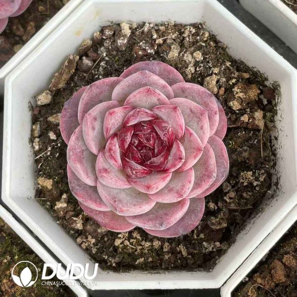 Echeveria Green Peacock - Image 2