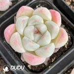Echeveria Rock Sugar