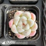 Echeveria Rock Sugar - Image 2