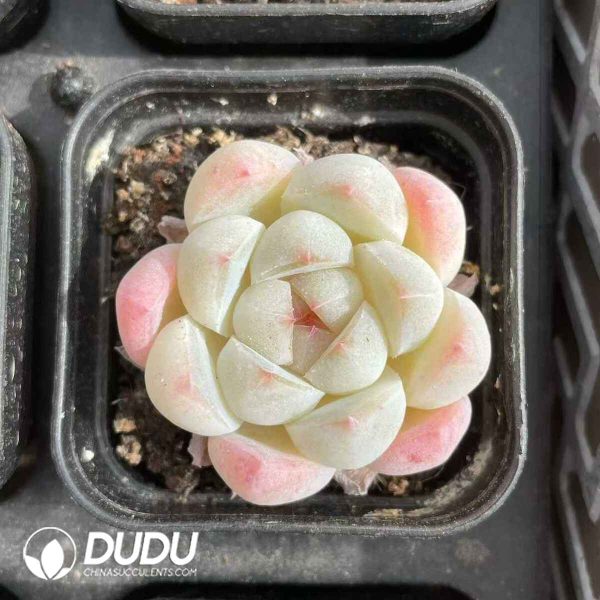 Echeveria Rock Sugar - Image 2