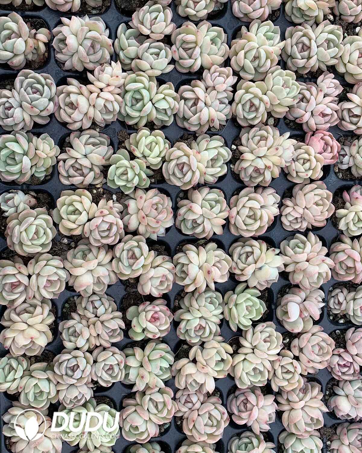 08858D30201.jpg 105pcs Echeveria Qinxin Seedlings - Image 1