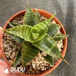 Haworthia Meteor Shower