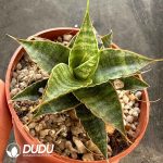 Haworthia Meteor Shower - Image 2