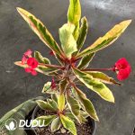 Euphorbia milii var. splendens Variegated