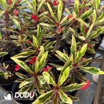 Euphorbia milii var. splendens Variegated - Image 2