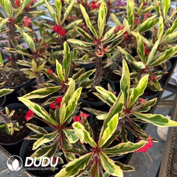 Euphorbia milii var. splendens Variegated - Image 2