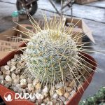Echinocactus grusonii Hildm