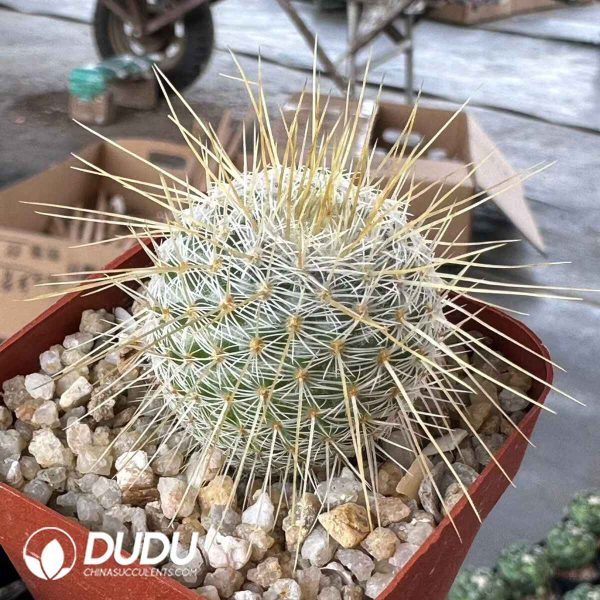 Echinocactus grusonii Hildm - Image 1