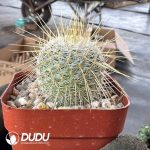Echinocactus grusonii Hildm - Image 2