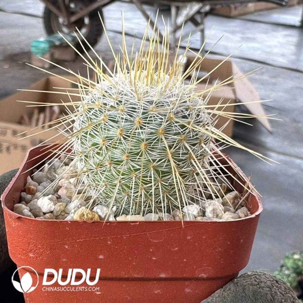 Echinocactus grusonii Hildm - Image 2