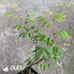 Caesalpinia coriaria