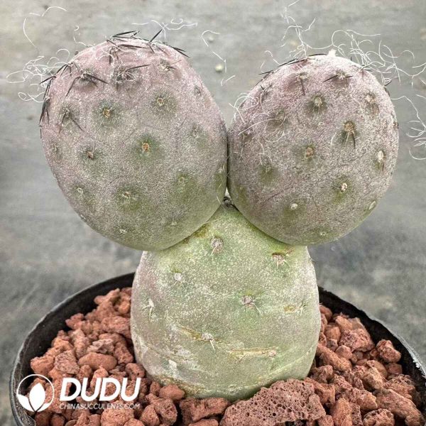 Tephrocactus Geometricus - Image 1