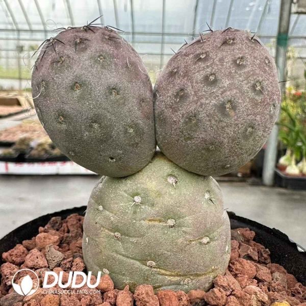 Tephrocactus Geometricus - Image 2