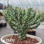 Euphorbia Flanaganii