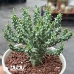Euphorbia Flanaganii - Image 2