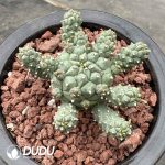 Euphorbia Ramiglans