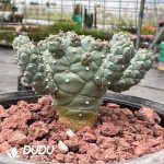 Euphorbia Ramiglans - Image 2
