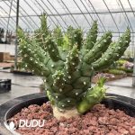 Euphorbia Davyi