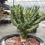 Euphorbia Davyi - Image 2
