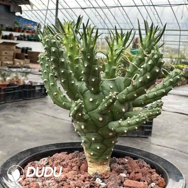 Euphorbia Davyi - Image 2