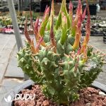 Euphorbia Schoenlandii