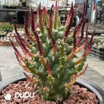 Euphorbia Schoenlandii - Image 2