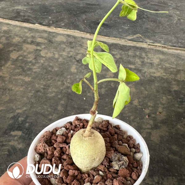 Adenia stenodactyla - Image 2