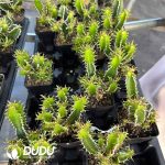 Euphorbia mlanjeana
