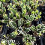 Euphorbia graniticola