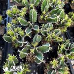 Euphorbia graniticola - Image 2