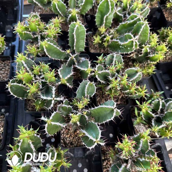 Euphorbia graniticola - Image 2