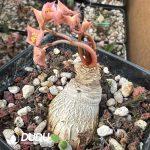 Euphorbia moratii