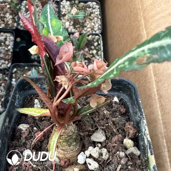 Euphorbia moratii - Image 2