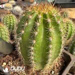 Trichocereus macrogonus