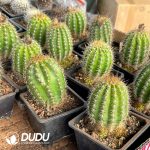 Trichocereus macrogonus - Image 2