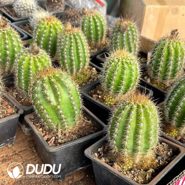 Trichocereus macrogonus - Image 2
