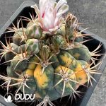 Gymnocalycium pflanzii v albipulpa
