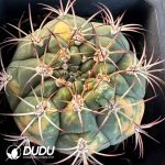 Gymnocalycium pflanzii v albipulpa - Image 2