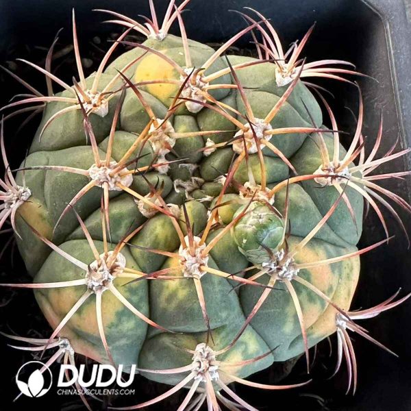 Gymnocalycium pflanzii v albipulpa - Image 2