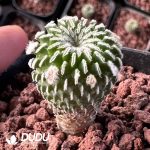 Turbinicarpus pseudopectinatus Cristata - Image 2
