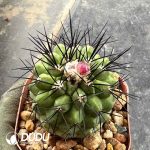 Copiapoa montana F.Ritter