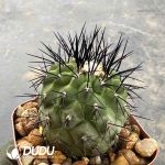 Copiapoa montana F.Ritter - Image 2